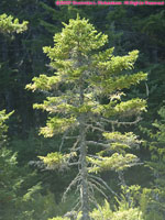 black spruce