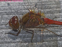 red dragonfly closeup