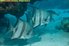 spadefish
