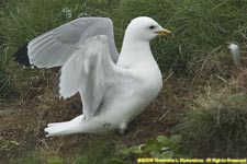 kittiwake with nest material