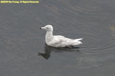 juvenile glaucous gull