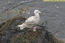 juvenile glaucous gull