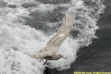 juvenile glaucous gull in flight