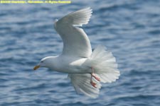 adult glaucous gull flying