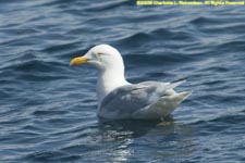 adult glaucous gull swimming