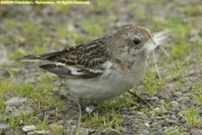 female snow bunting with nesting material
