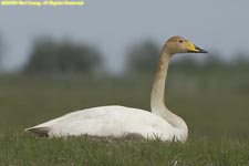 whooper swan on the nest