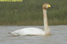 whooper swan swimming