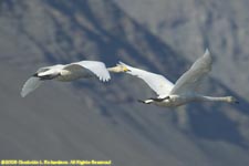 pair of whooper swans in flight