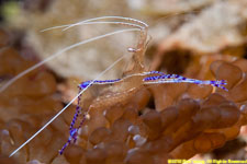 Pedersen's shrimp