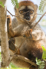 red-fronted lemur