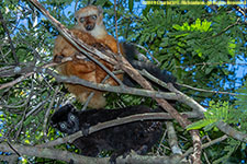 blue-eyed black lemur pair