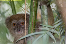 bamboo lemur face
