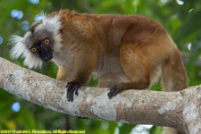 female black lemur