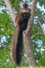 male and female black lemurs