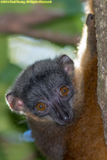 baby brown lemur