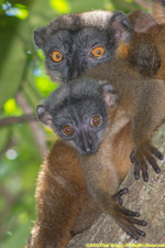 mother and baby brown lemur