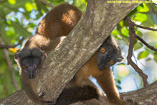 brown lemurs