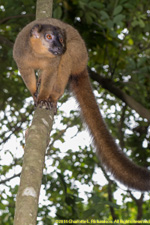 brown lemur