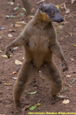 brown lemur on the ground