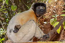 crowned sifaka with infant