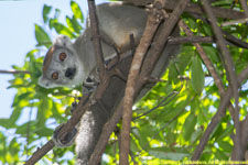 female crowned lemur