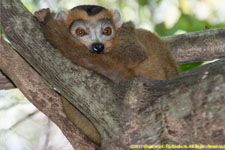 male crowned lemur