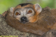 male crowned lemur