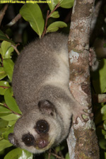 dwarf lemur