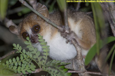 mouse lemur