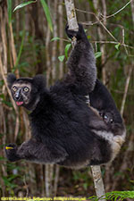 indri female with baby