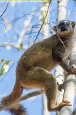 female lemur