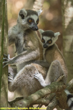 mother and baby ringtail