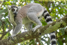 ringtail in tree