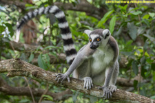 ringtail in tree