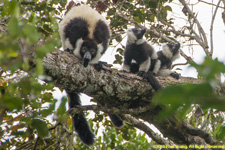 ruffed lemur family