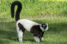 ruffed lemur