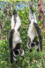 ruffed lemurs