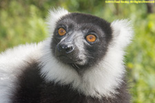 ruffed lemur portrait
