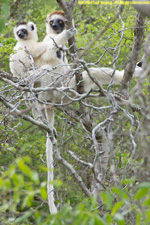 mother sifaka with baby