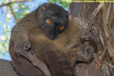 female brown lemur
