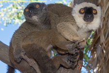 brown lemur pair