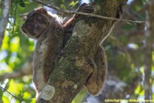 woolly lemur
