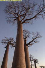 baobabs