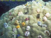 coral head wth worms