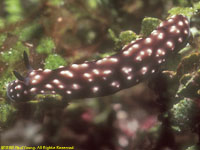 nudibranch Phylidiella pustulosa