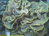 cabbage coral