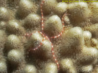 brittle star