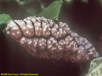 nudibranch Phyllidia cf. elegans