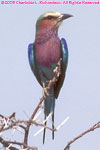lilac-breasted roller